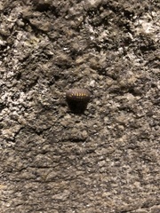 Armadillidium granulatum