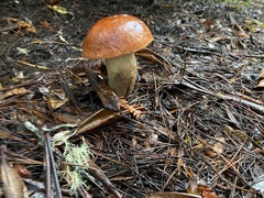 Leccinum largentii