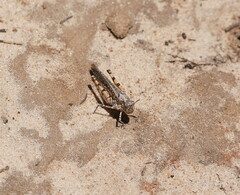 Pycnostictus seriatus