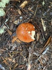 Leccinum largentii