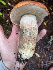 Leccinum largentii