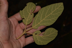 Gmelina leichhardtii