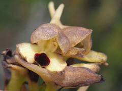 Disa cornuta