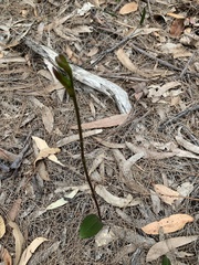 Cryptostylis subulata