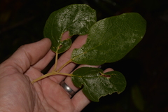 Gmelina leichhardtii