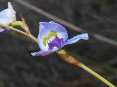 Disa graminifolia