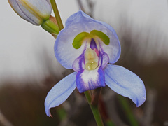 Disa graminifolia