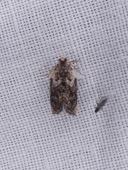 Acroceuthes metaxanthana