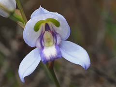 Disa graminifolia