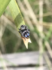 Maratus harrisi