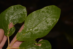 Gmelina leichhardtii