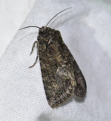 Dryobotodes monochroma