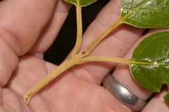 Gmelina leichhardtii