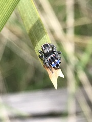Maratus harrisi