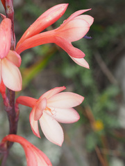 Watsonia tabularis