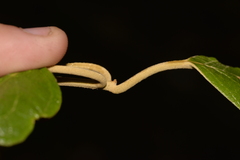 Gmelina leichhardtii