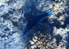 Gomphosus klunzingeri