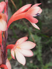 Watsonia tabularis