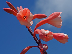 Watsonia tabularis