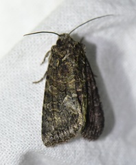 Dryobotodes monochroma