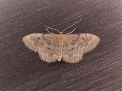 Idaea inquinata