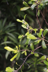 Tristaniopsis capitulata