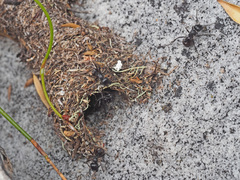 Myrmicaria nigra