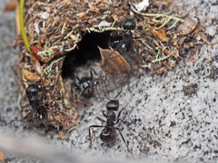 Myrmicaria nigra