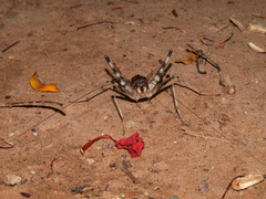 Phaeophilacris bredoides