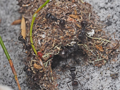 Myrmicaria nigra