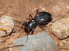 Megacephala asperata
