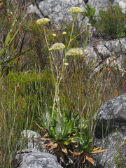 Hermas villosa