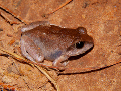 Arthroleptis stenodactylus
