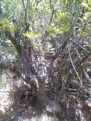 Brabejum stellatifolium