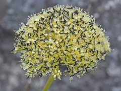 Hermas villosa