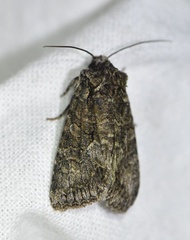 Dryobotodes monochroma