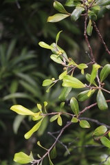 Tristaniopsis capitulata