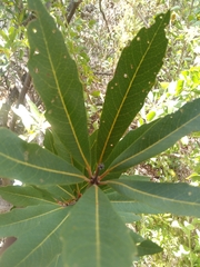 Brabejum stellatifolium