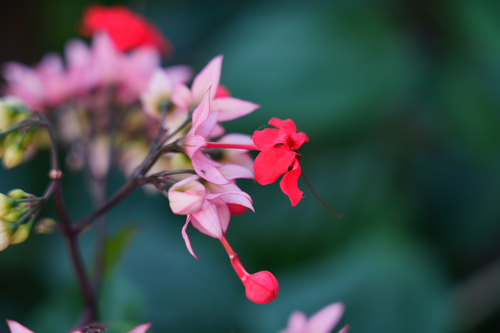 Clerodendrum × speciosum