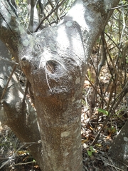 Brabejum stellatifolium