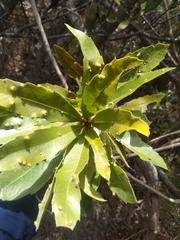 Brabejum stellatifolium