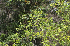 Tristaniopsis capitulata