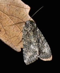 Dryobotodes monochroma