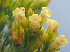 Erica lutea