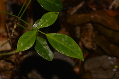 Pandorea jasminoides
