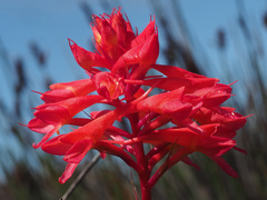 Disa ferruginea