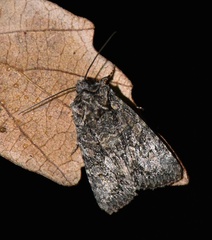 Dryobotodes monochroma