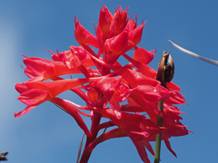 Disa ferruginea