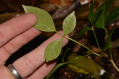 Pandorea jasminoides