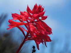 Disa ferruginea